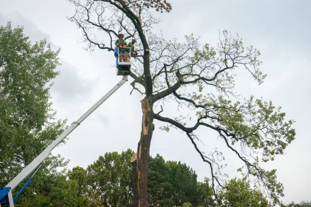 Reliable Hartley, IA Tree Removal Solutions